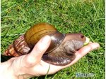Snail Farming - Snail Farming