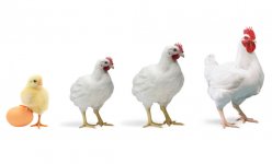 How to Successfully Start a Poultry Farm Business in Nigeria?