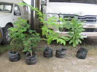 IMG_6818 plants for ranch - kasoy sambong atis2 mulberry2.JPG